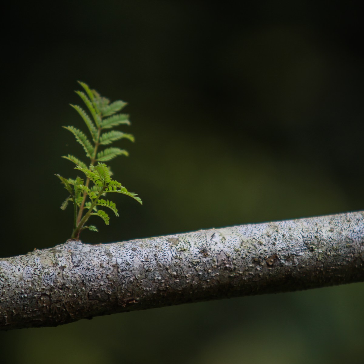 Branching the monolith